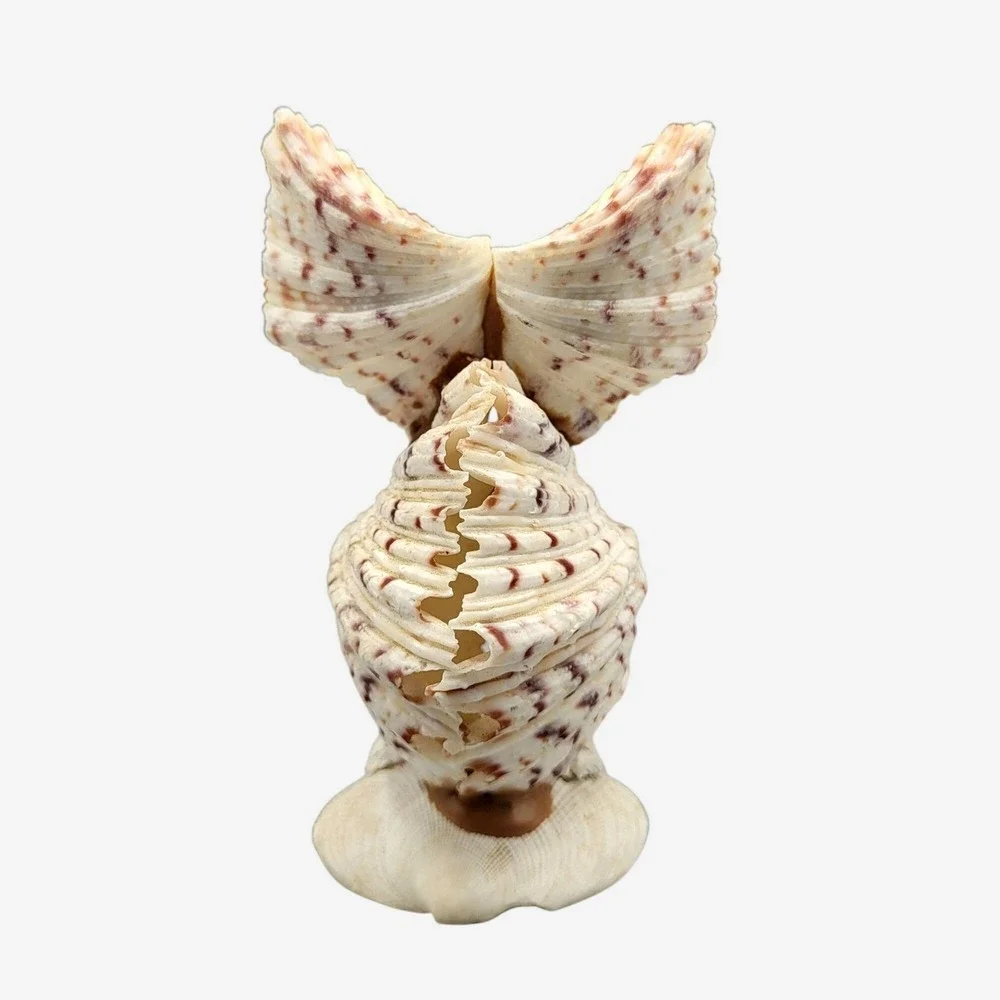 Vintage Googly Eyes Handcrafted Seashell Owl Beach decor Boho Folk Art 4